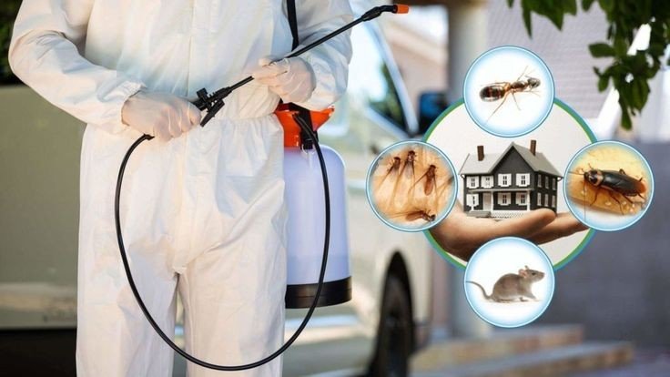 شركة مكافحة حشرات هدية -مكافحة حشرات وقوارض هدية -رقم مكافحة حشرات هدية 66090307 | سمارت للدعاية والاعلان